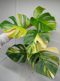 Monstera Aurea Variegata