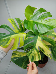 Monstera Aurea Variegata