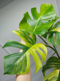 Monstera Aurea Variegata