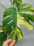 Monstera Aurea Variegata