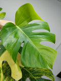 Monstera Aurea Variegata