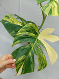 Monstera Aurea Variegata