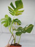 Monstera Aurea Variegata