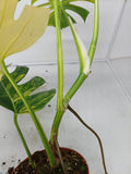 Monstera Aurea Variegata