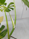 Monstera Aurea Variegata