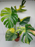 Monstera Aurea Variegata