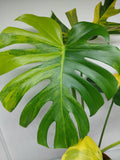 Monstera Aurea Variegata