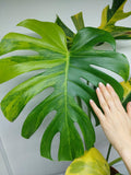 Monstera Aurea Variegata