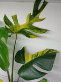 Monstera Aurea Variegata