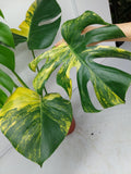 Monstera Aurea Variegata