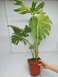 Monstera Aurea Variegata