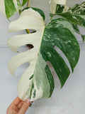 Monstera Variegata (zum aussuchen)