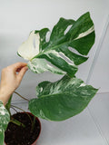 Monstera Variegata (zum aussuchen)