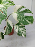 Monstera Variegata (zum aussuchen)