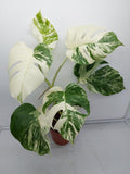 Monstera Variegata (zum aussuchen)