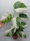 Monstera Variegata (zum aussuchen)