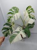 Monstera Variegata (zum aussuchen)