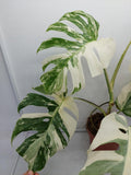 Monstera Variegata (zum aussuchen)