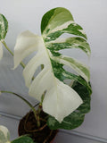 Monstera Variegata (zum aussuchen)