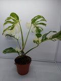 Monstera Variegata (zum aussuchen)