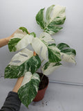 Monstera Variegata (zum aussuchen)