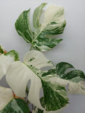 Monstera Variegata (zum aussuchen)