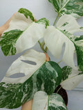 Monstera Variegata (zum aussuchen)