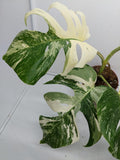 Monstera Variegata (zum aussuchen)