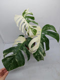 Monstera Variegata (zum aussuchen)