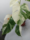 Monstera Variegata (zum aussuchen)