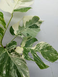 Monstera Variegata (zum aussuchen)