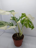 Monstera Variegata (zum aussuchen)