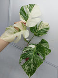 Monstera Variegata (zum aussuchen)