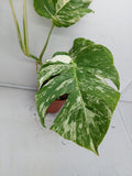 Monstera Variegata (zum aussuchen)