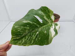 Monstera Variegata Stecklinge eingetopft