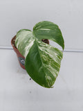 Monstera Variegata Stecklinge eingetopft