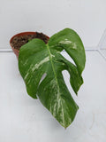 Monstera Variegata Stecklinge eingetopft