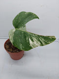 Monstera Variegata Stecklinge eingetopft