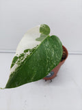 Monstera Variegata Stecklinge eingetopft