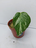 Monstera Variegata Stecklinge eingetopft