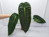 Anthurium Veitchii Narrow