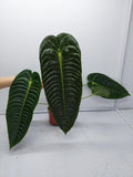 Anthurium Veitchii Narrow