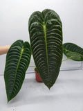 Anthurium Veitchii Narrow