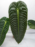 Anthurium Veitchii Narrow