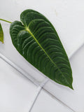 Anthurium Veitchii Narrow