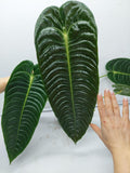 Anthurium Veitchii Narrow