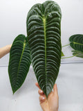 Anthurium Veitchii Narrow