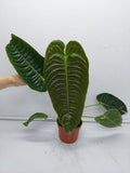 Anthurium Veitchii Narrow