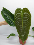 Anthurium Veitchii Narrow