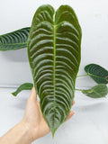 Anthurium Veitchii Narrow